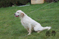 Setter Anglais MILORD DU DOMAINE BAPTISTE